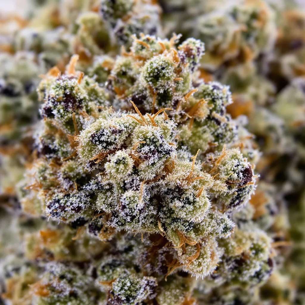 Georgia Pie cannabis bud close-up showing balanced bud structure with frosted trichomes