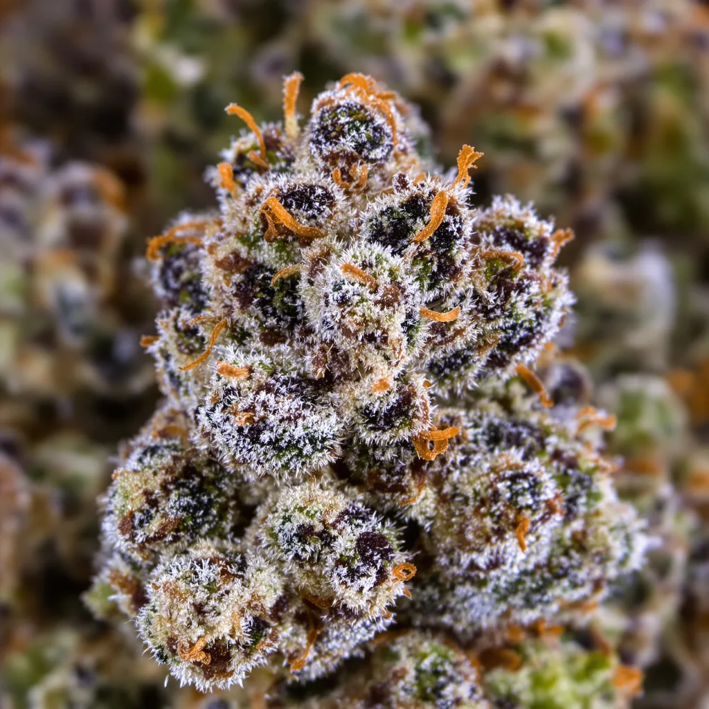 Ghost OG cannabis bud close-up showing dense purple-tinged calyxes