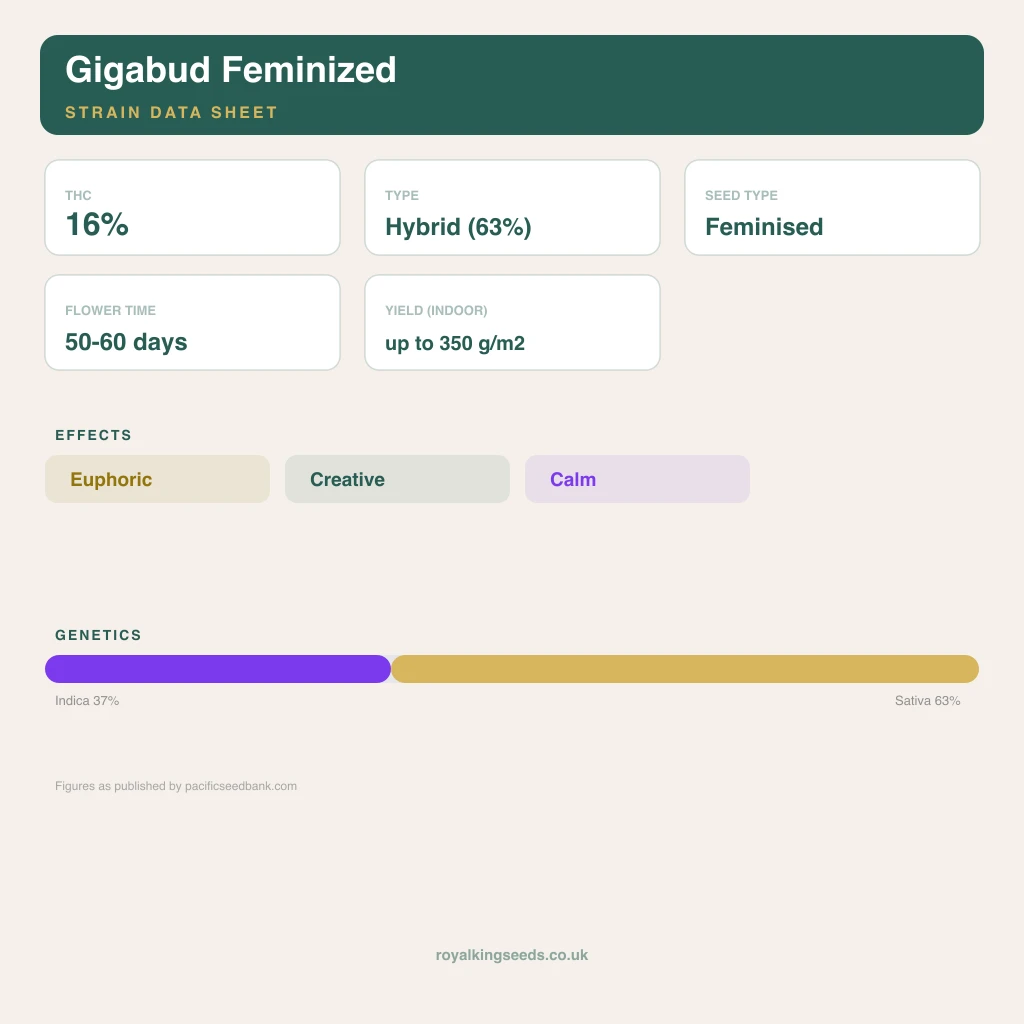 Gigabud 37% indica / 63% sativa flower with visible trichomes