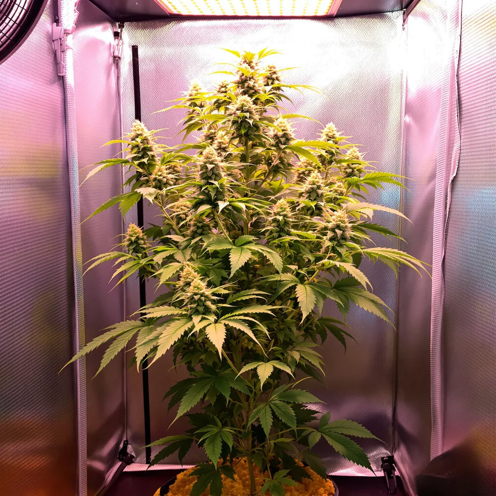 Ginger Ale 36% indica / 64% sativa flower with visible trichomes