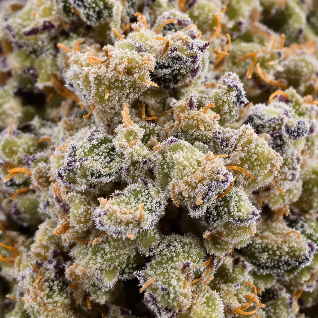 Ginger Ale cannabis bud close-up showing open-bud structure with orange pistils