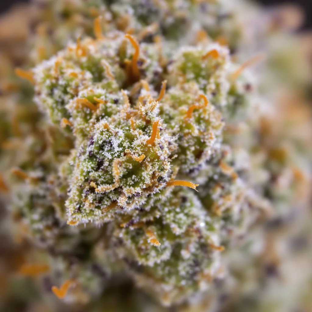 Glass Apple cannabis bud close-up showing balanced bud structure with frosted trichomes