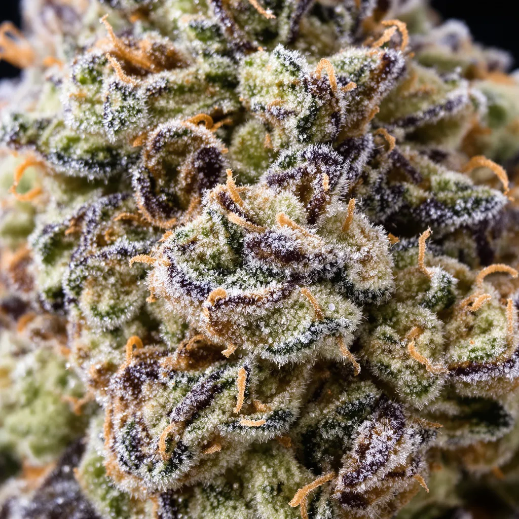 Gobbstopper cannabis bud close-up showing open-bud structure with orange pistils