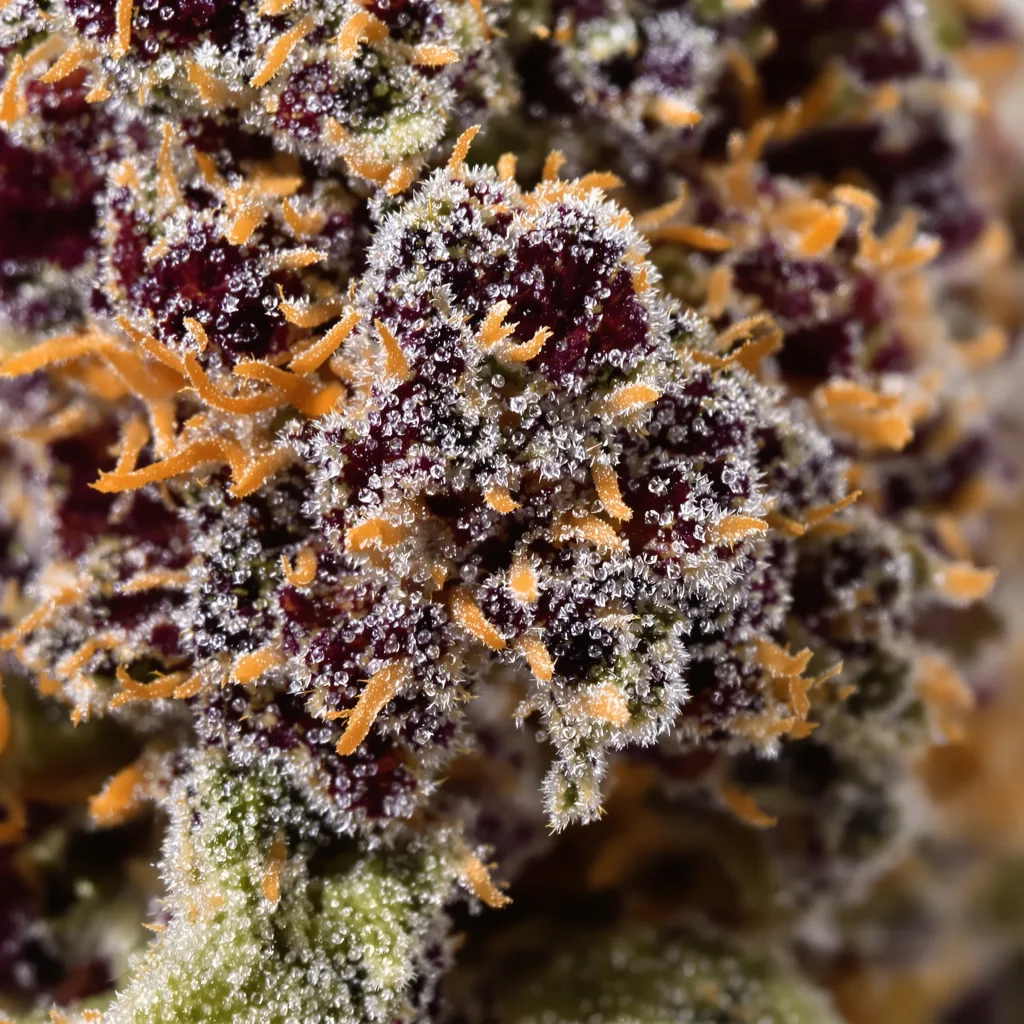 Godberry cannabis bud close-up showing dense purple-tinged calyxes