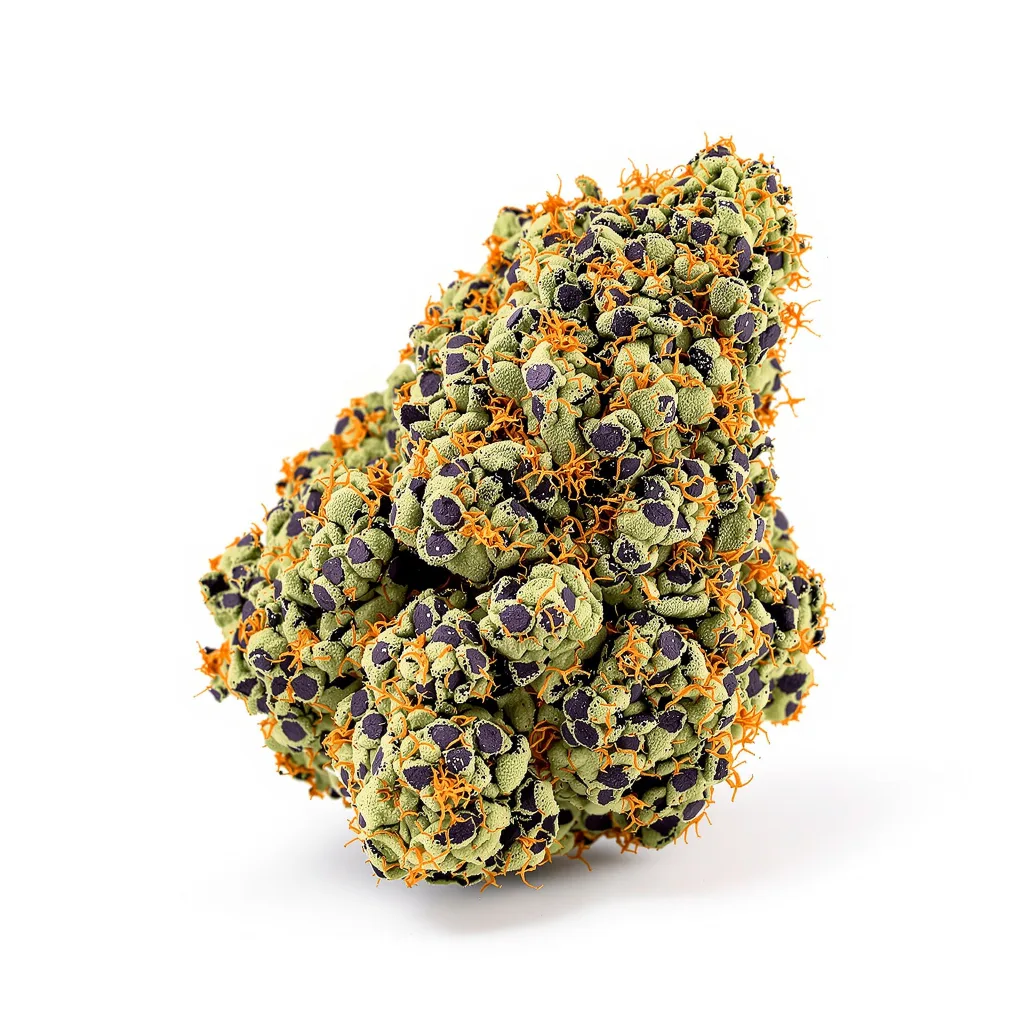Godberry cannabis plant in flowering stage — 90-130 cm feminised