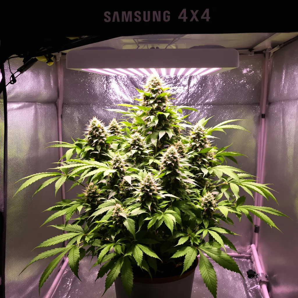 Godzilla 70% indica / 30% sativa flower with visible trichomes