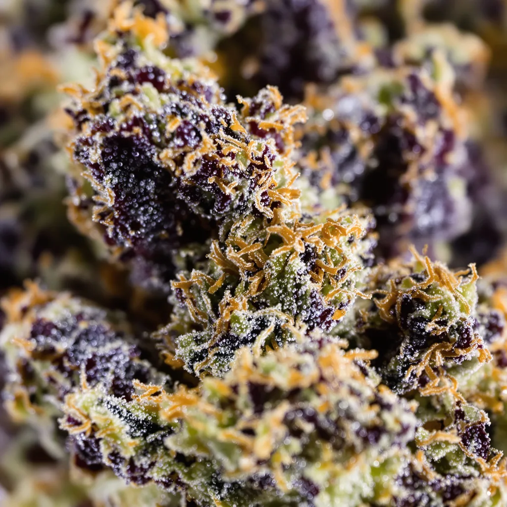 Godzilla Glue cannabis bud close-up showing dense purple-tinged calyxes