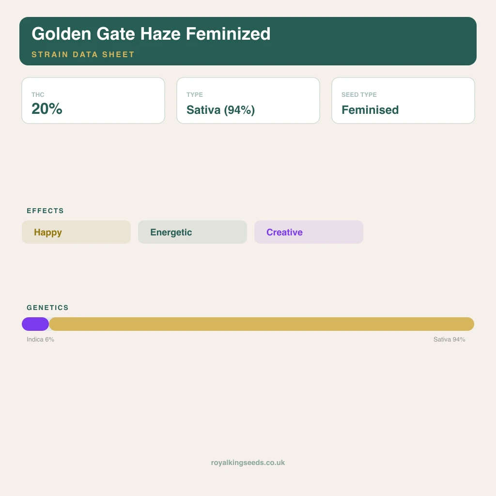 Golden Gate Haze 6% indica / 94% sativa flower with visible trichomes