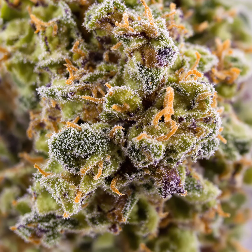 Golden Ticket cannabis bud close-up showing balanced bud structure with frosted trichomes