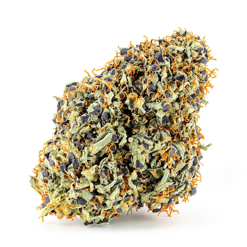 Goo cannabis plant in flowering stage — 90-130 cm feminised
