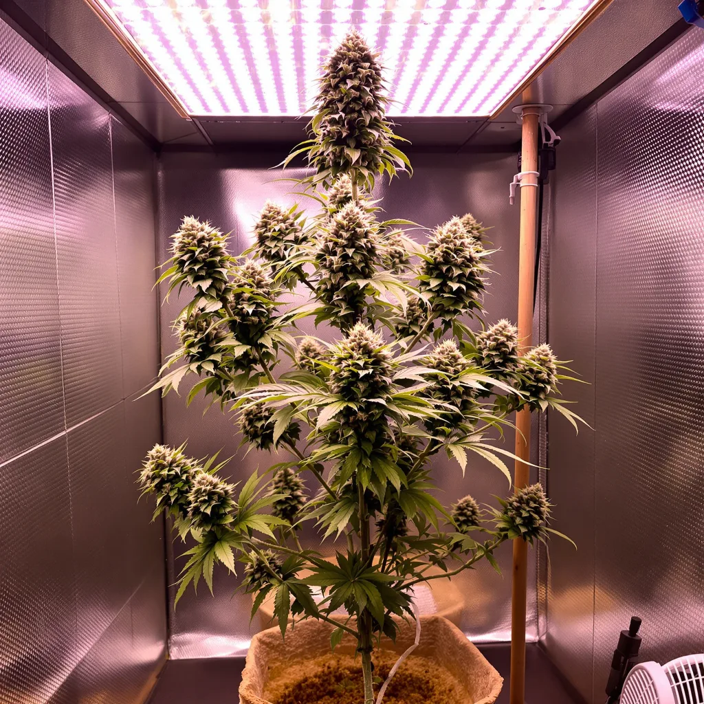 Goon Berries 63% indica / 37% sativa flower with visible trichomes