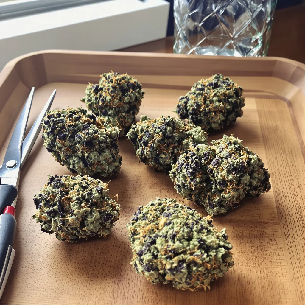 Gorilla Biscuit 67% indica / 33% sativa flower with visible trichomes