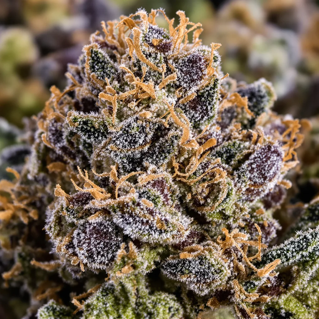 Gorilla Biscuit cannabis bud close-up showing dense purple-tinged calyxes