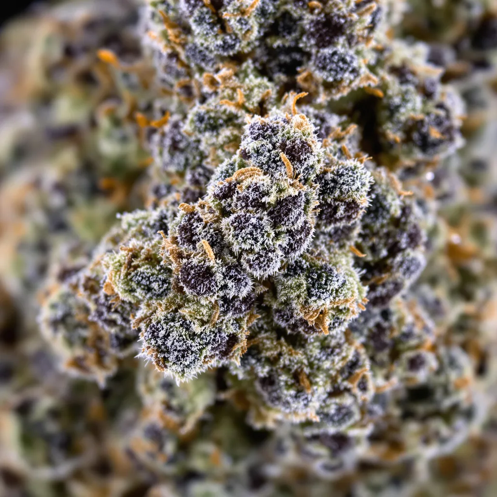 Gorilla Cookies cannabis bud close-up showing dense purple-tinged calyxes
