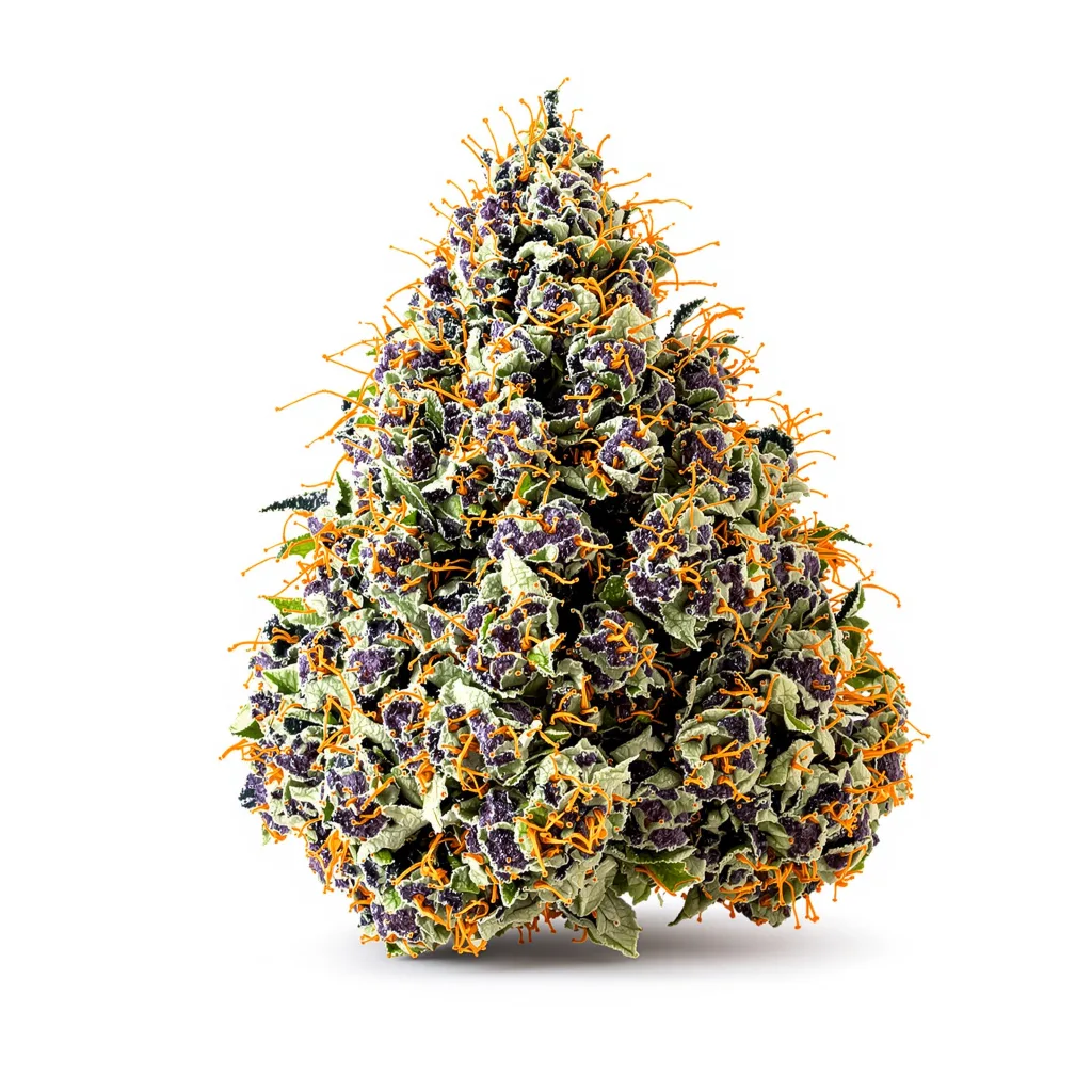 Gorilla Cookies cannabis plant in flowering stage — 90-130 cm feminised