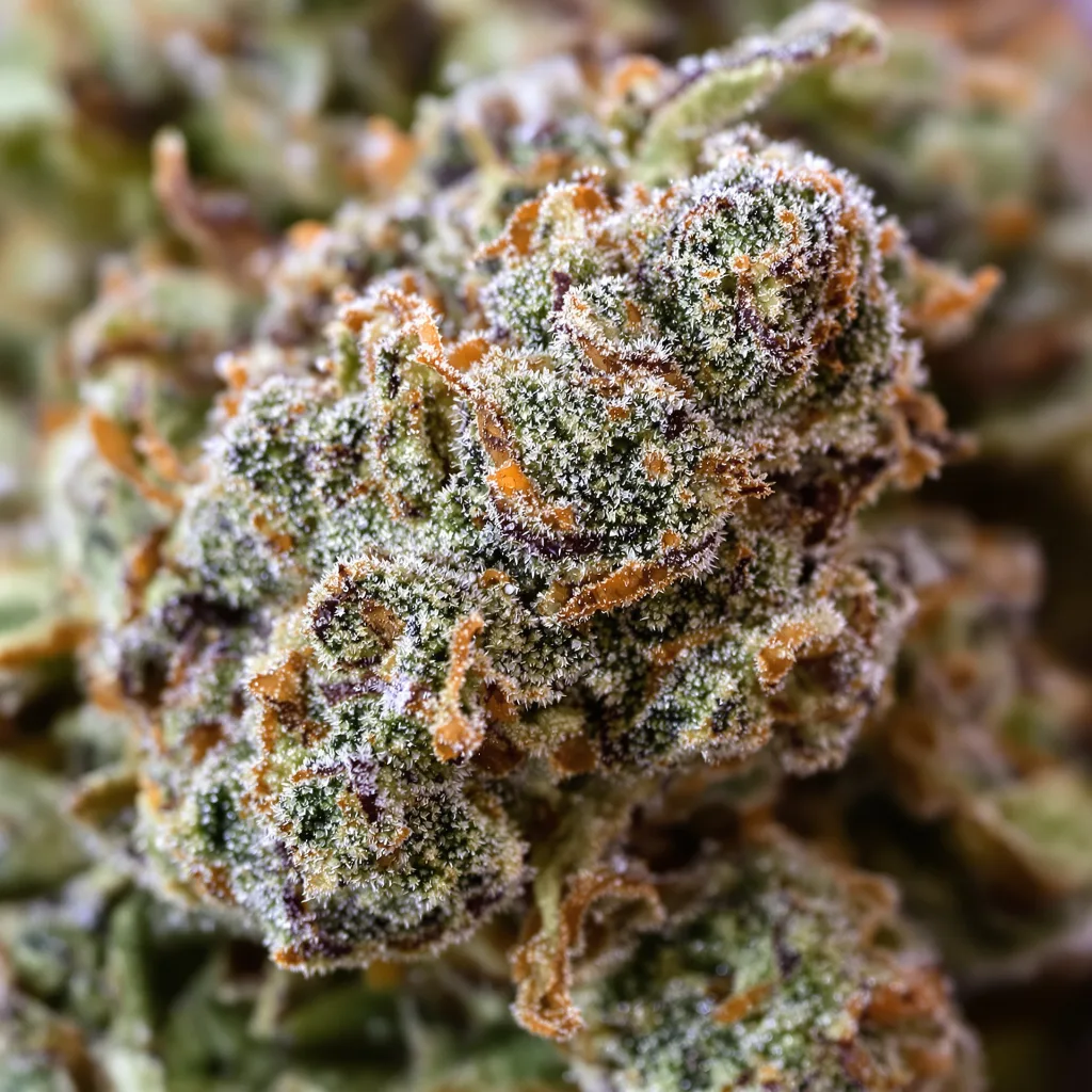 Gorilla Glue #4 cannabis bud close-up showing dense forest-green nugs