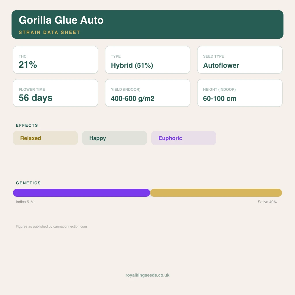 Gorilla Glue 51% indica / 49% sativa flower with visible trichomes