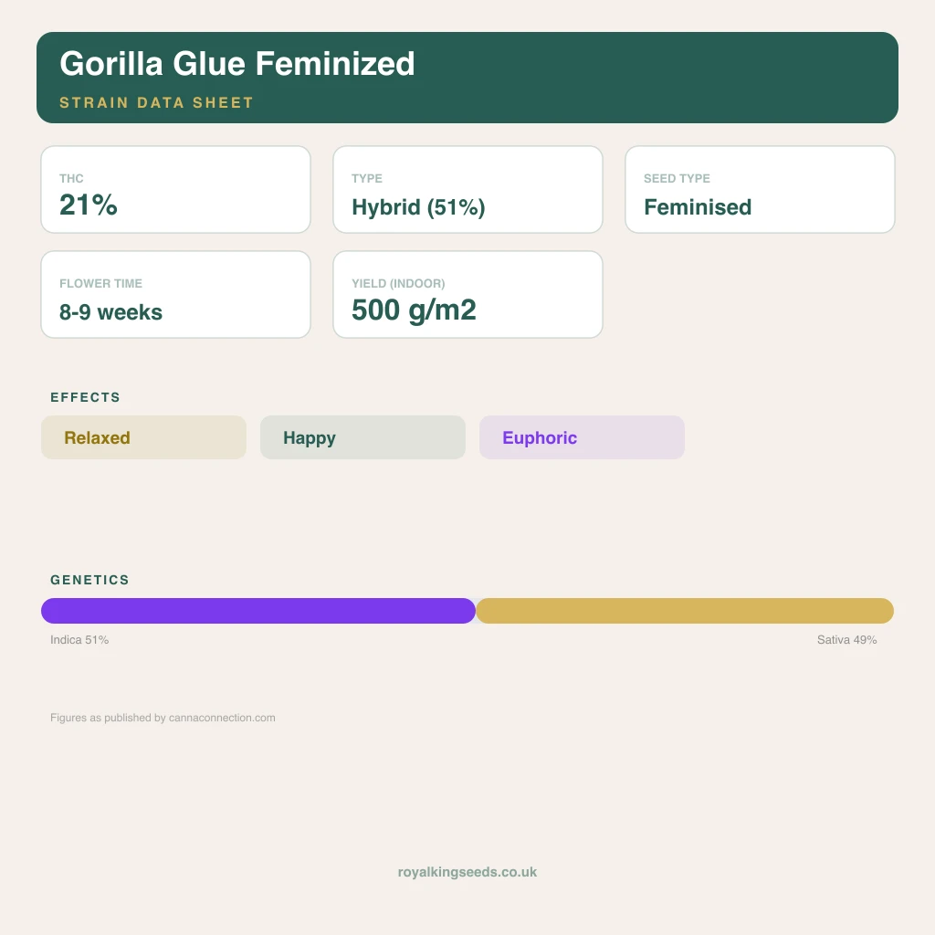 Gorilla Glue 51% indica / 49% sativa flower with visible trichomes