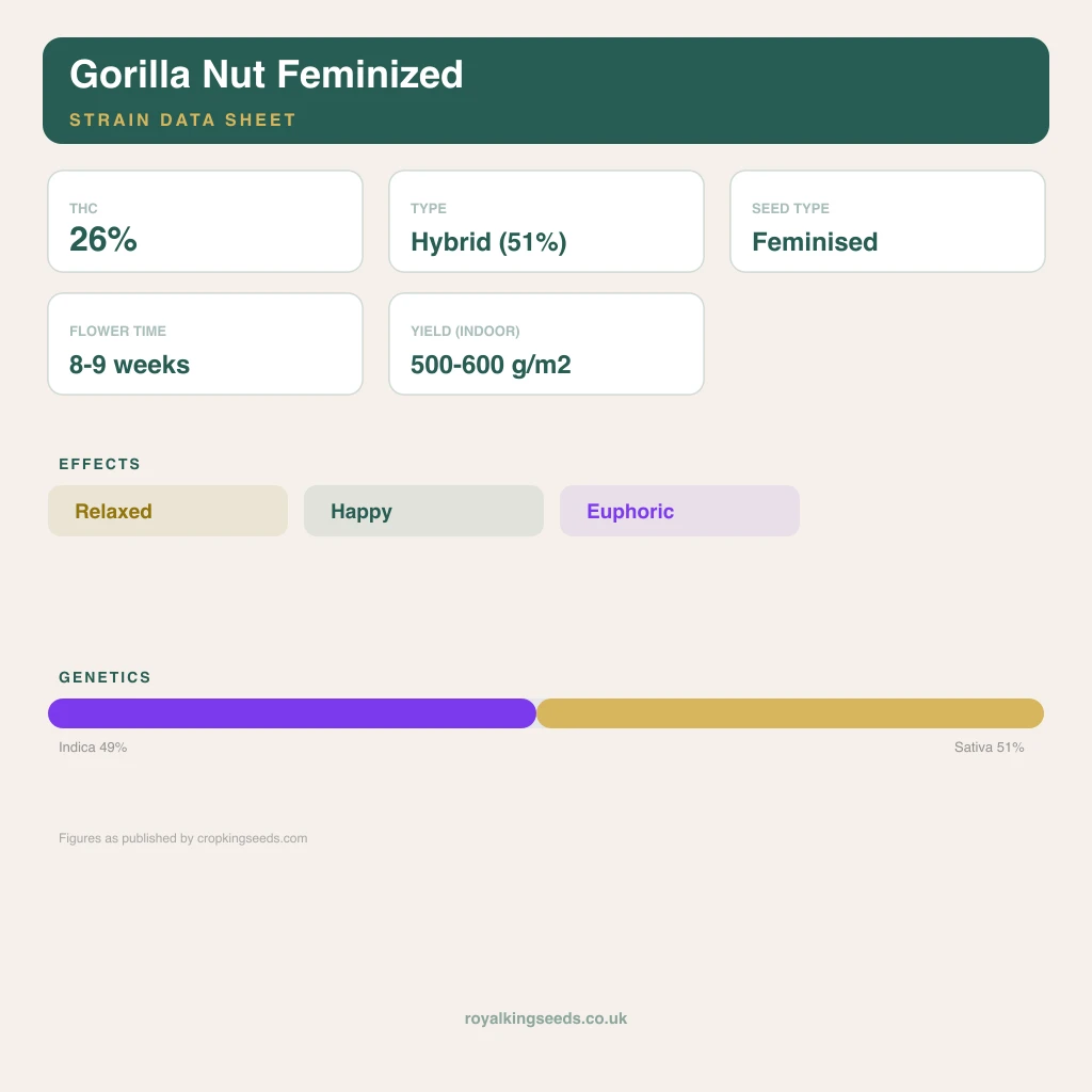 Gorilla Nut 49% indica / 51% sativa flower with visible trichomes