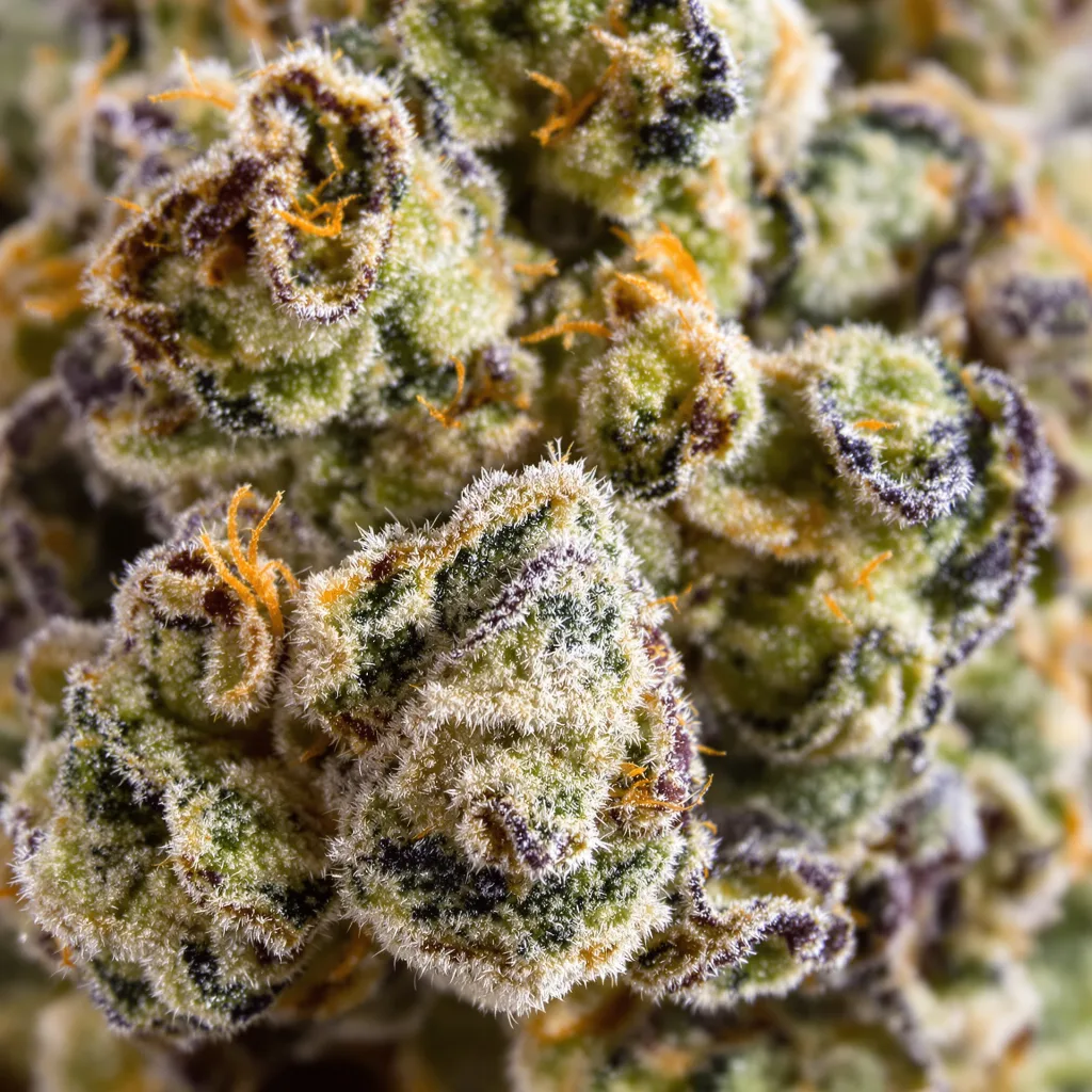 Gorilla Nut cannabis bud close-up showing balanced bud structure with frosted trichomes