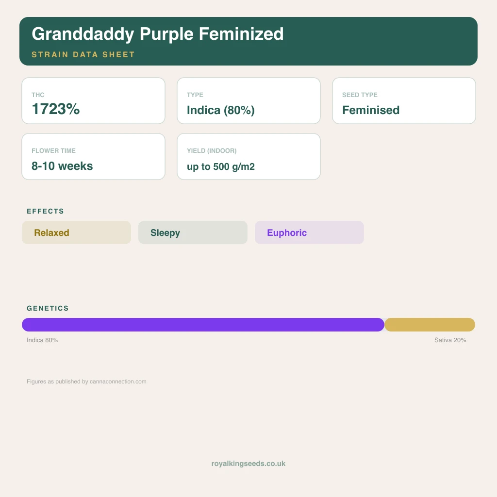 Granddaddy Purple 80% indica / 20% sativa flower with visible trichomes