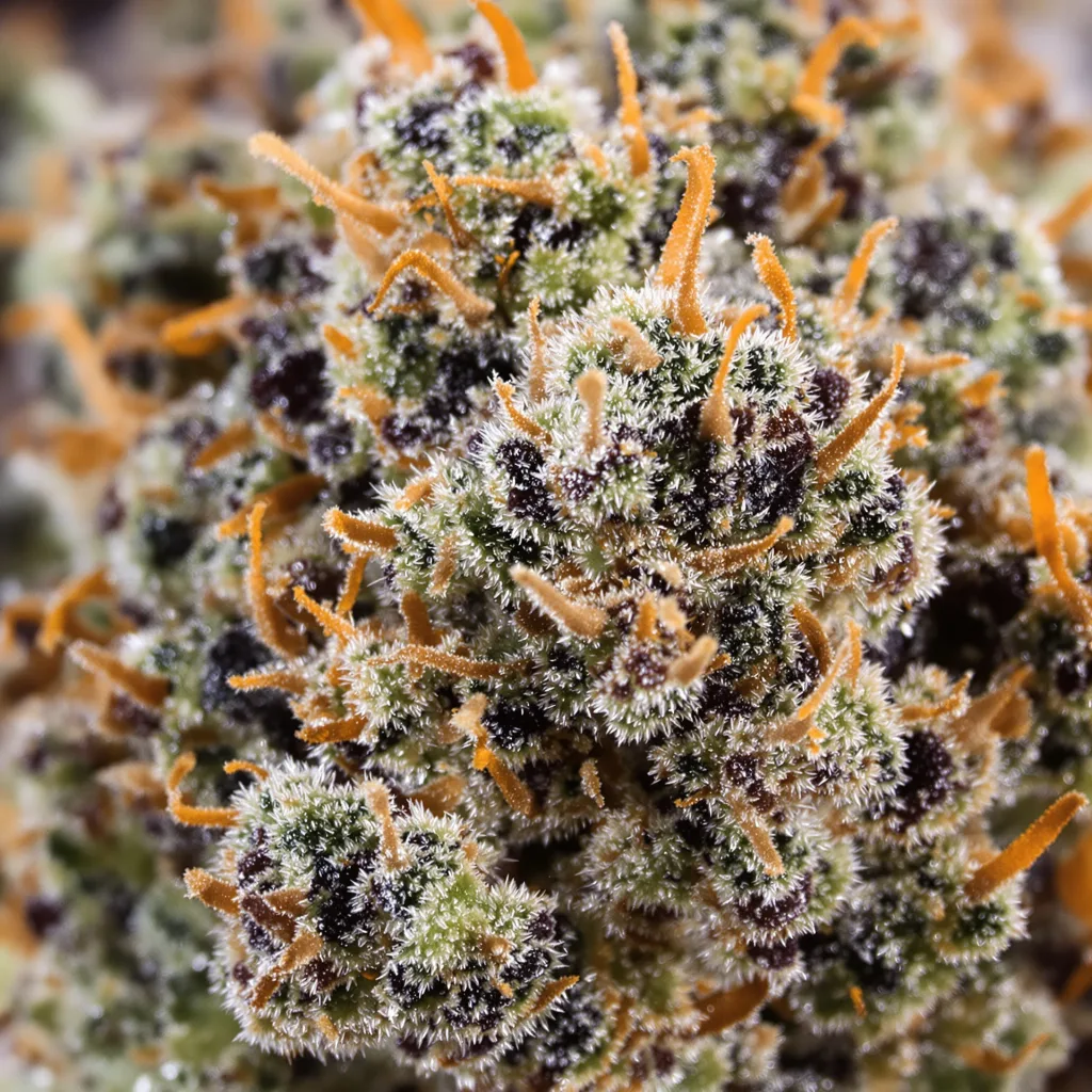 Grape Cookies cannabis bud close-up showing dense purple-tinged calyxes