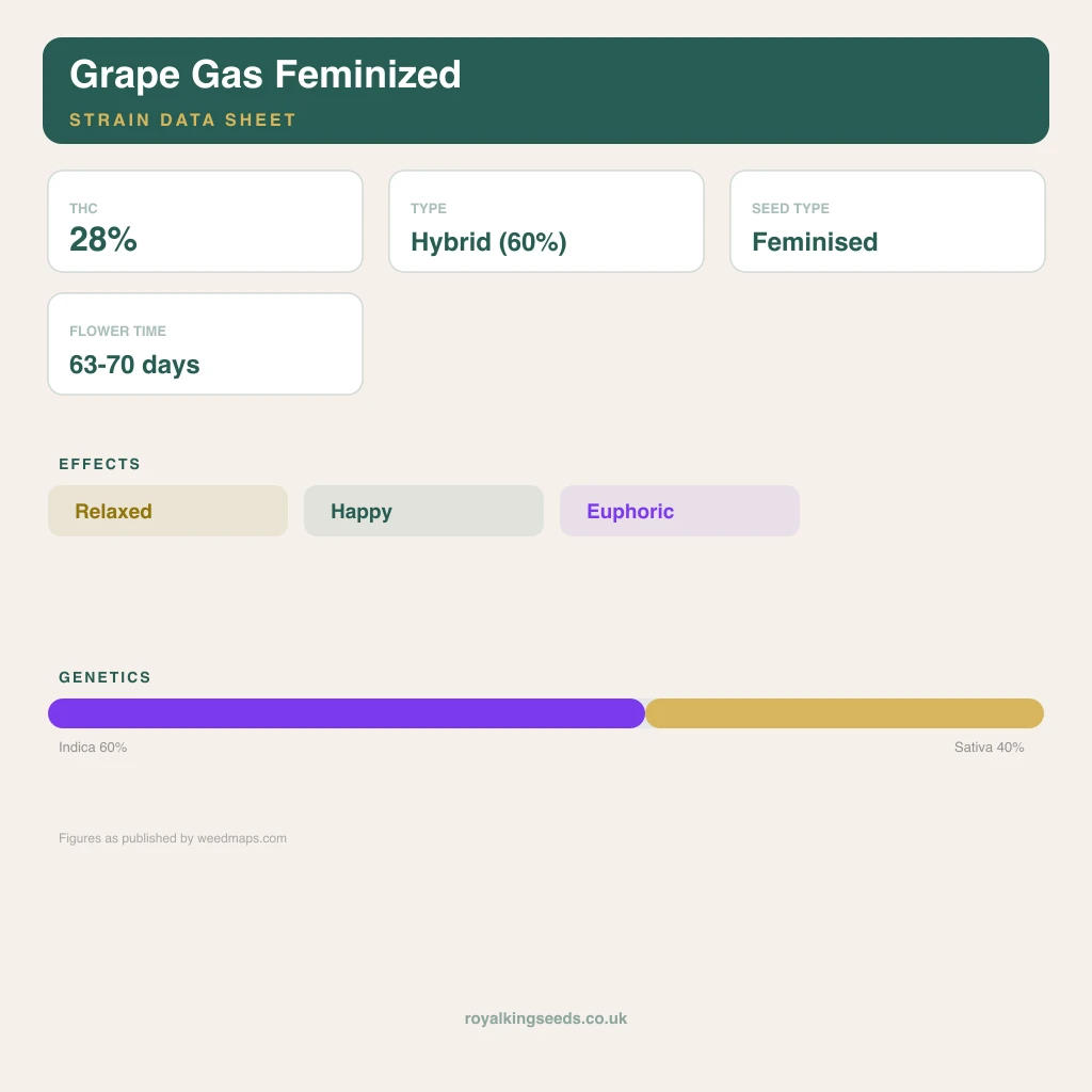 Grape Gas 60% indica / 40% sativa flower with visible trichomes