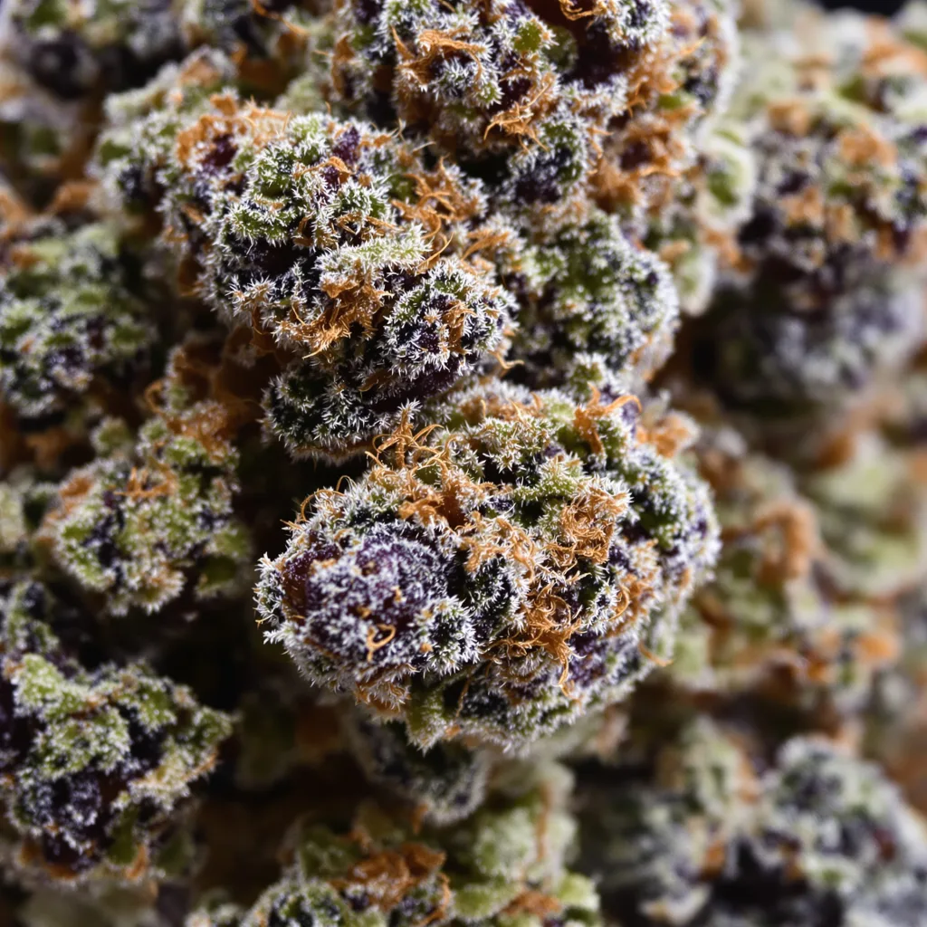 Grape God cannabis bud close-up showing dense purple-tinged calyxes