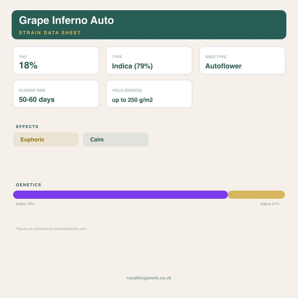 Grape Inferno 79% indica / 21% sativa flower with visible trichomes