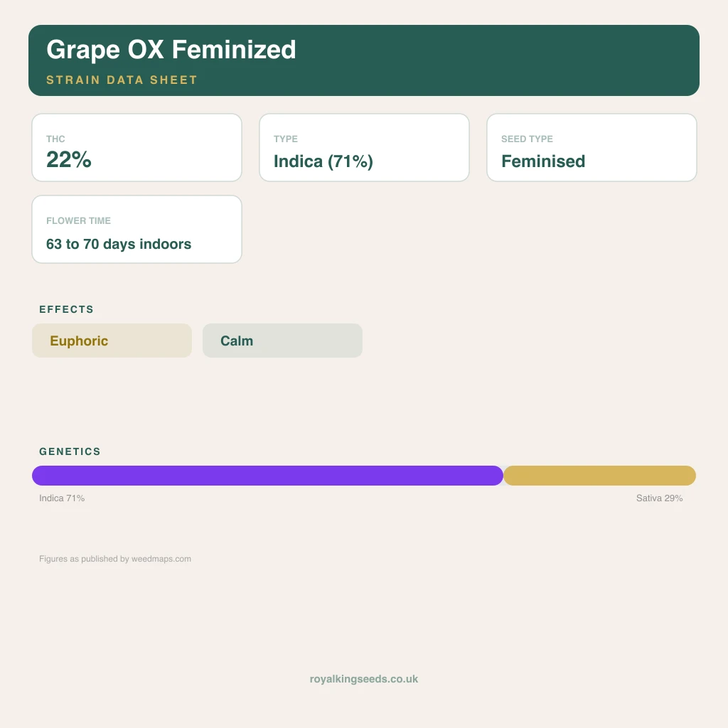Grape OX 71% indica / 29% sativa flower with visible trichomes