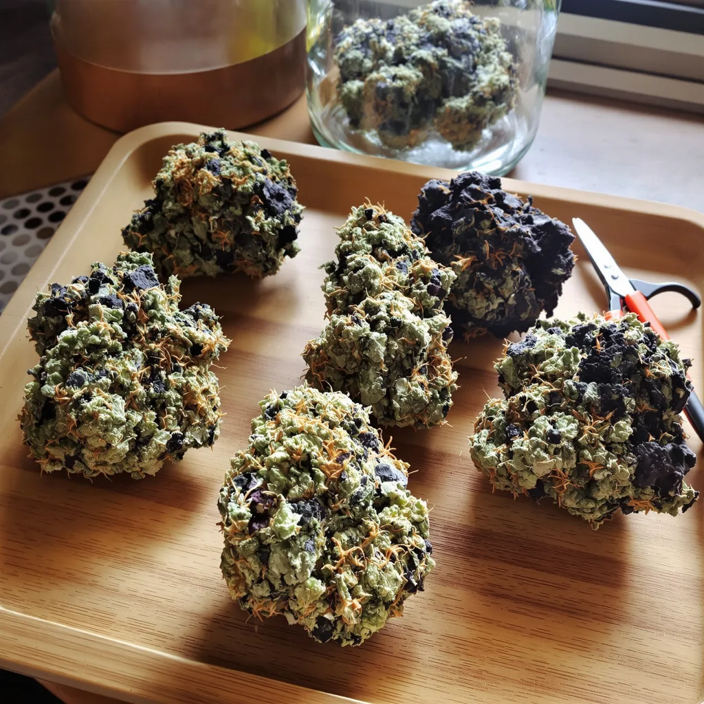 Grape Soda 81% indica / 19% sativa flower with visible trichomes