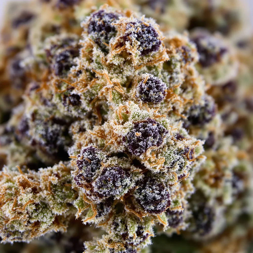 Grape Soda cannabis bud close-up showing dense purple-tinged calyxes