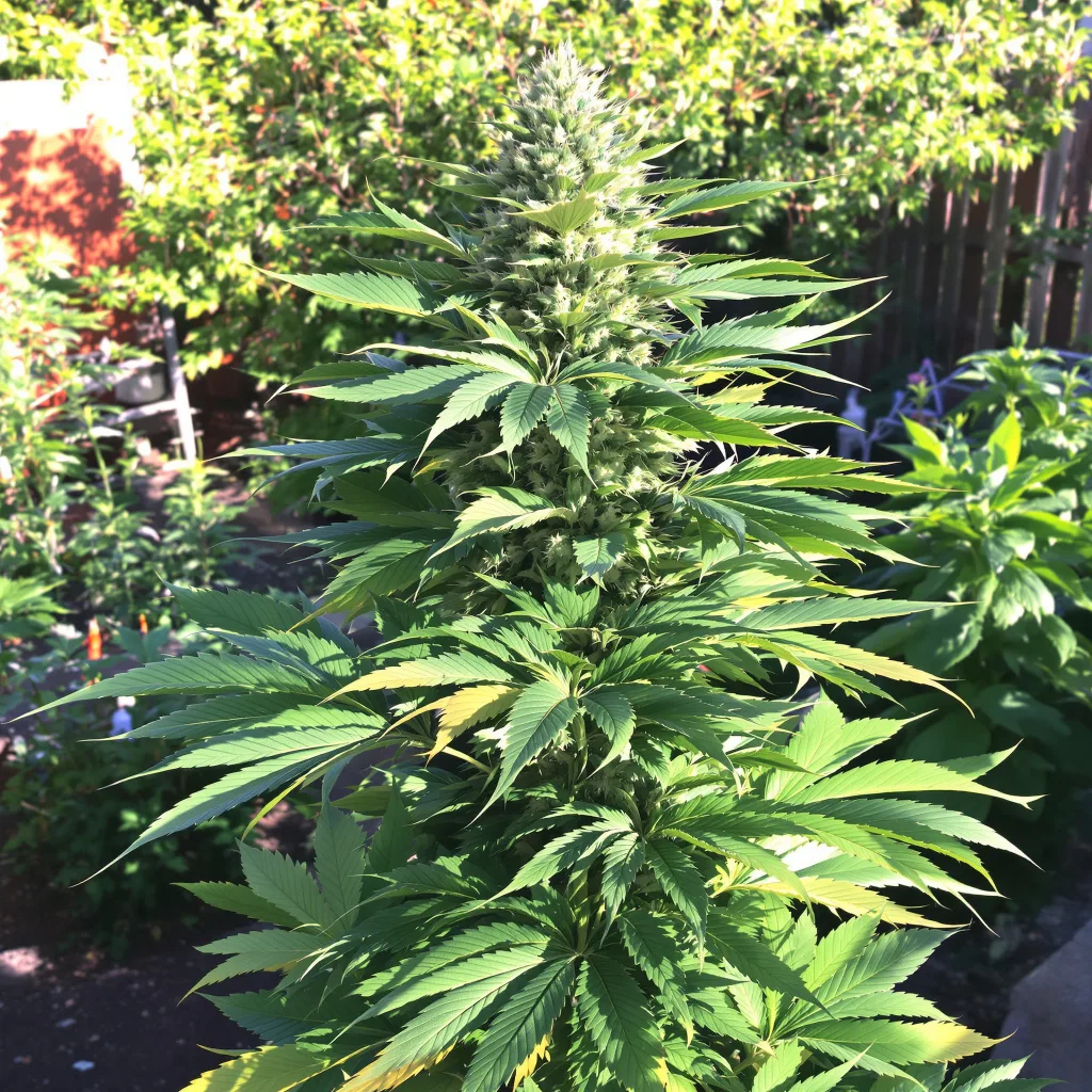 Grape Soda 81% indica / 19% sativa flower with visible trichomes