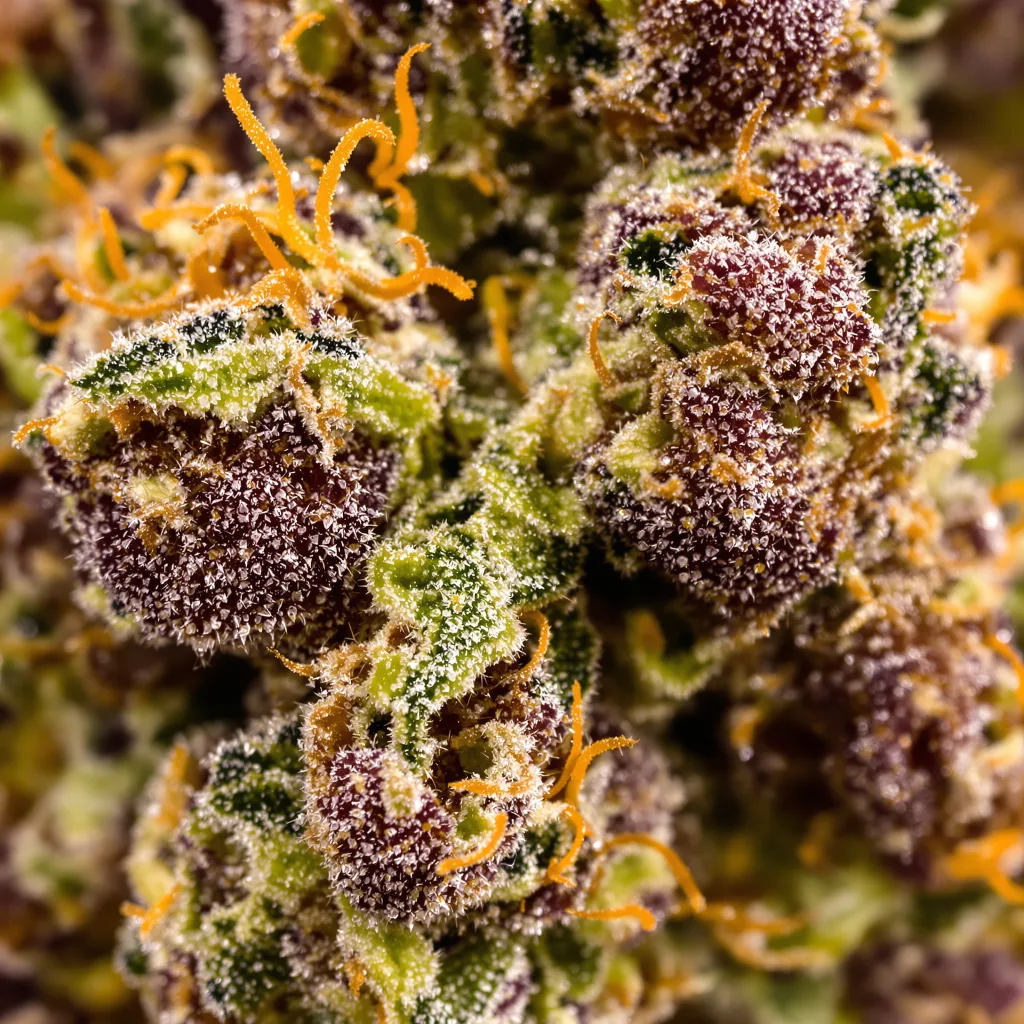 Grape Stomper cannabis bud close-up showing dense purple-tinged calyxes