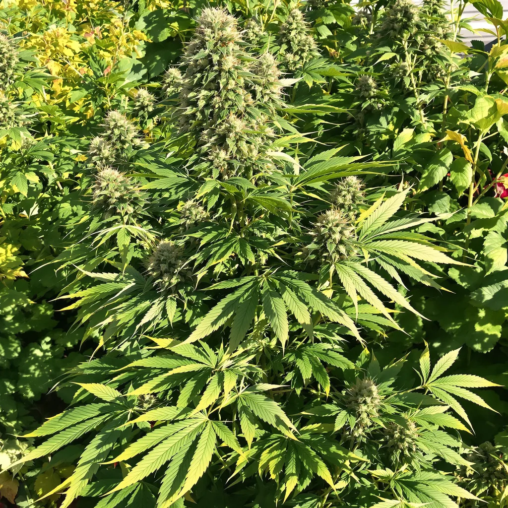 Grape Stomper 75% indica / 25% sativa flower with visible trichomes