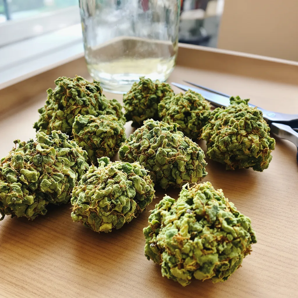 Grapefruit 30% indica / 70% sativa flower with visible trichomes