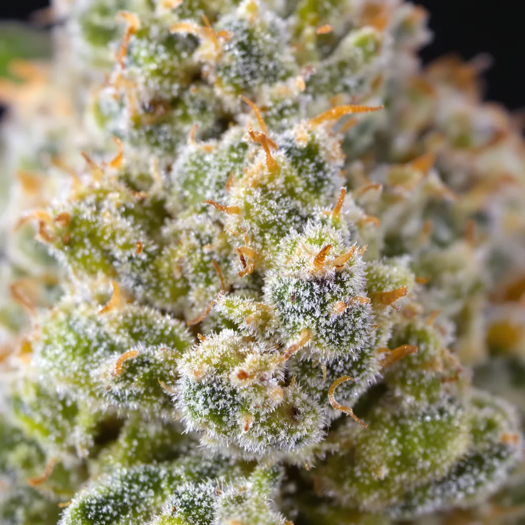 Grapefruit cannabis bud close-up showing lime-green airy structure