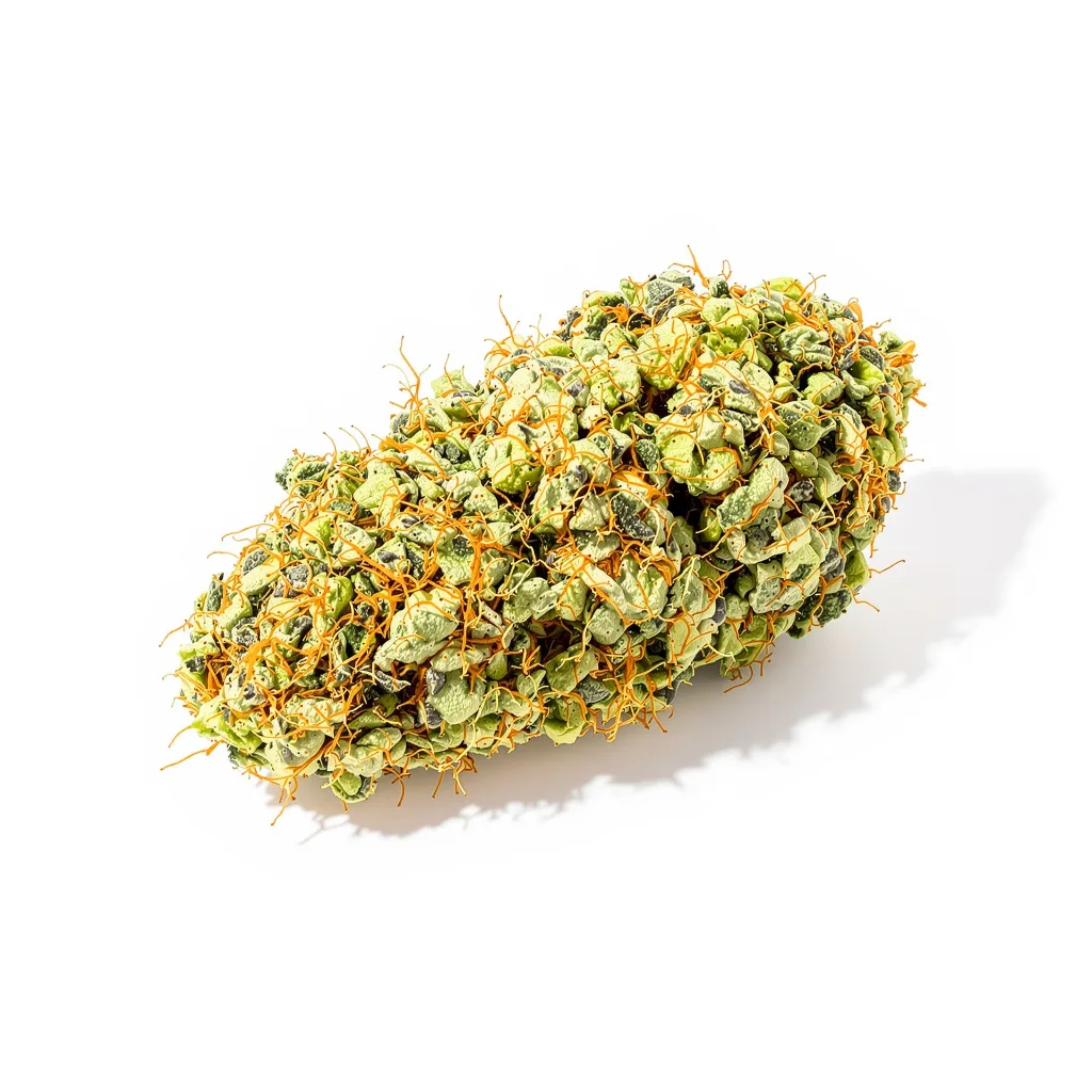 Grapefruit cannabis plant in flowering stage — 150-200 cm feminised