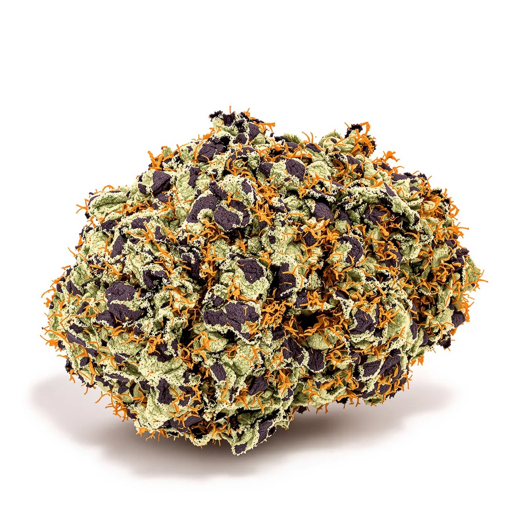 Gravity cannabis plant in flowering stage — 90-130 cm feminised