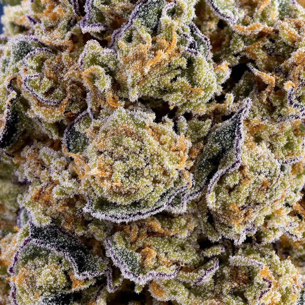 Green Crack cannabis bud close-up showing balanced bud structure with frosted trichomes