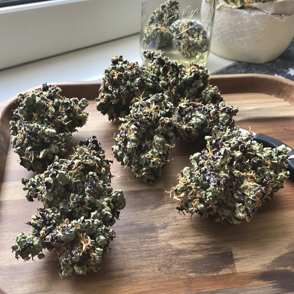 Green Crack Punch 84% indica / 16% sativa flower with visible trichomes