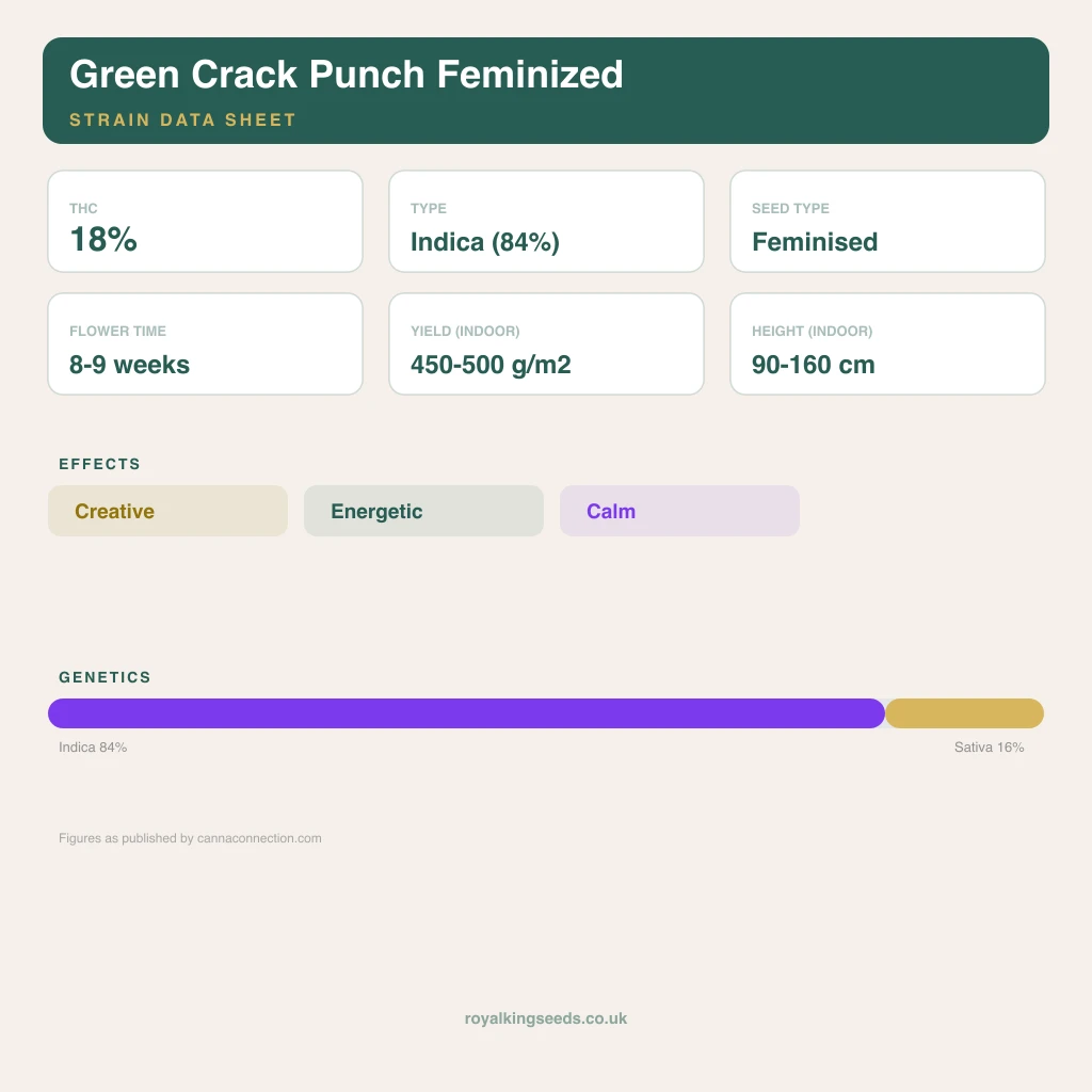 Green Crack Punch 84% indica / 16% sativa flower with visible trichomes