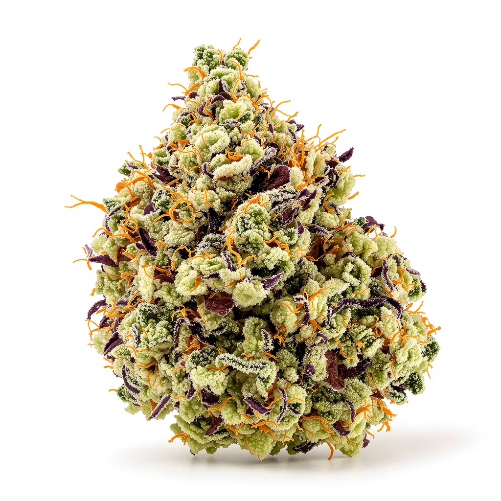 Green Goblin cannabis plant in flowering stage — 60-100 cm autoflower