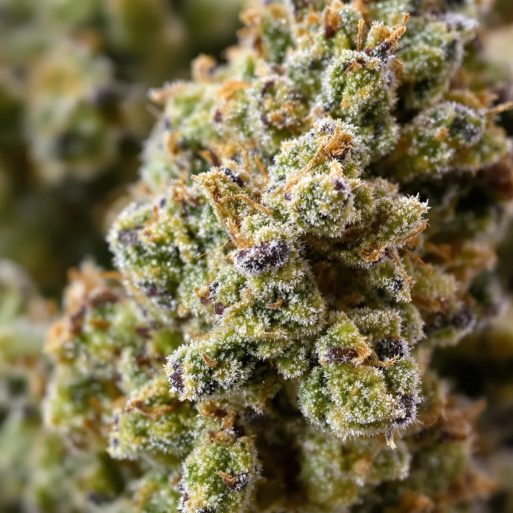 Green Goblin cannabis bud close-up showing balanced bud structure with frosted trichomes