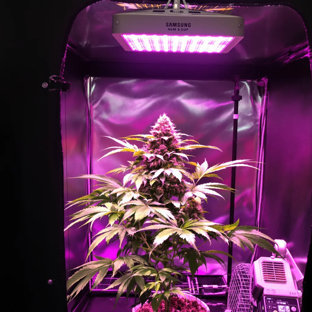 Green Goddess 75% indica / 25% sativa flower with visible trichomes