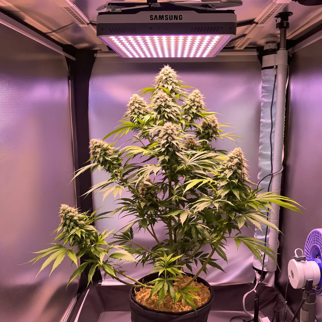 Green Line OG 63% indica / 37% sativa flower with visible trichomes