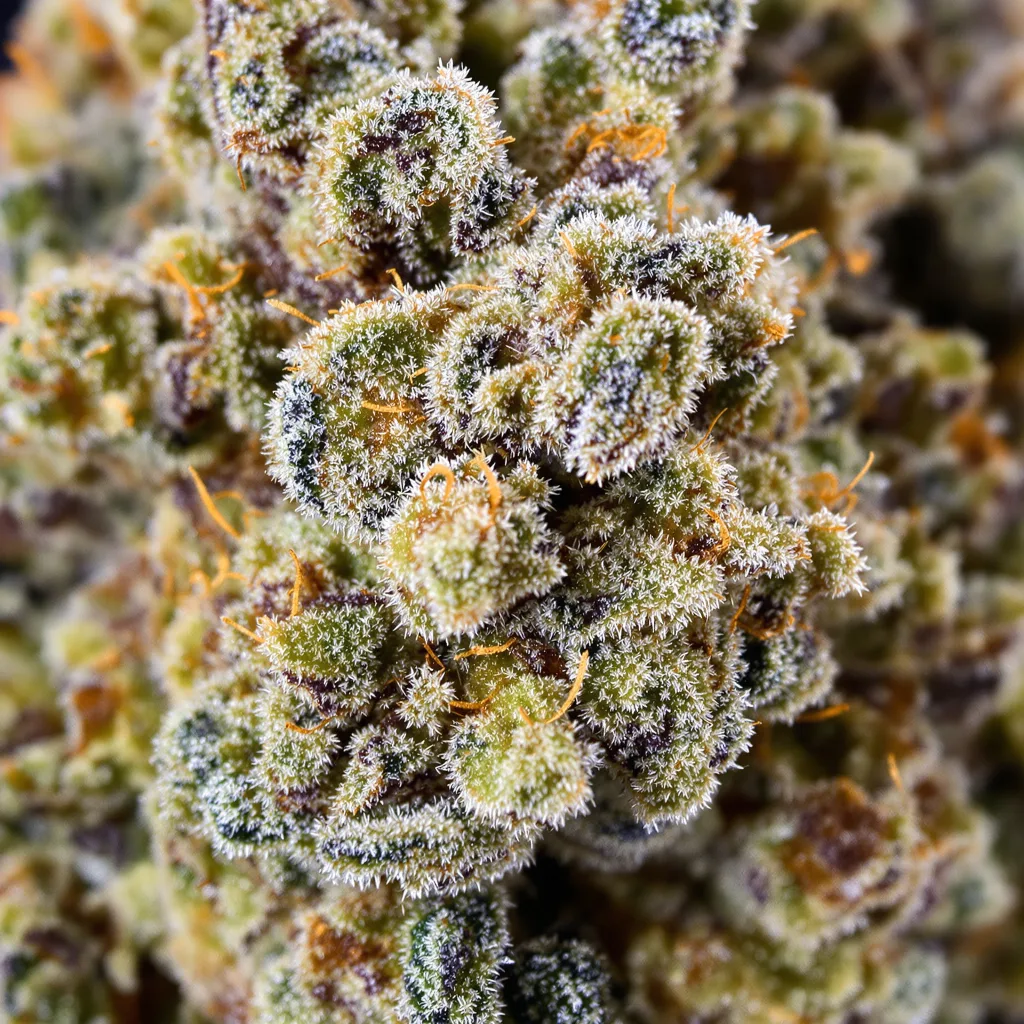 Green Line OG cannabis bud close-up showing dense forest-green nugs