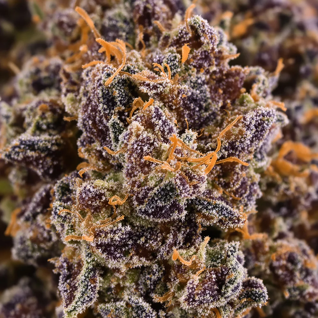 Green Ribbon cannabis bud close-up showing dense purple-tinged calyxes