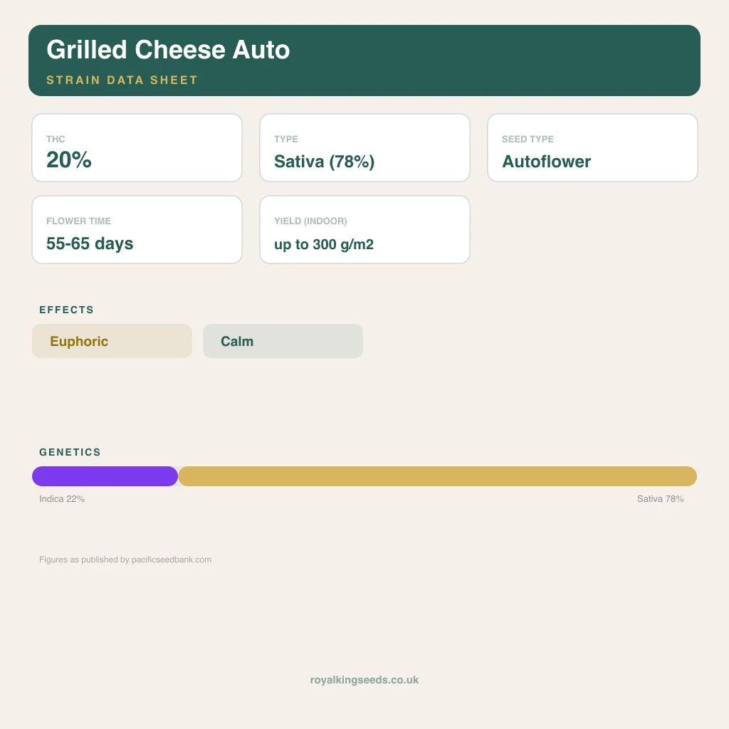 Grilled Cheese 22% indica / 78% sativa flower with visible trichomes