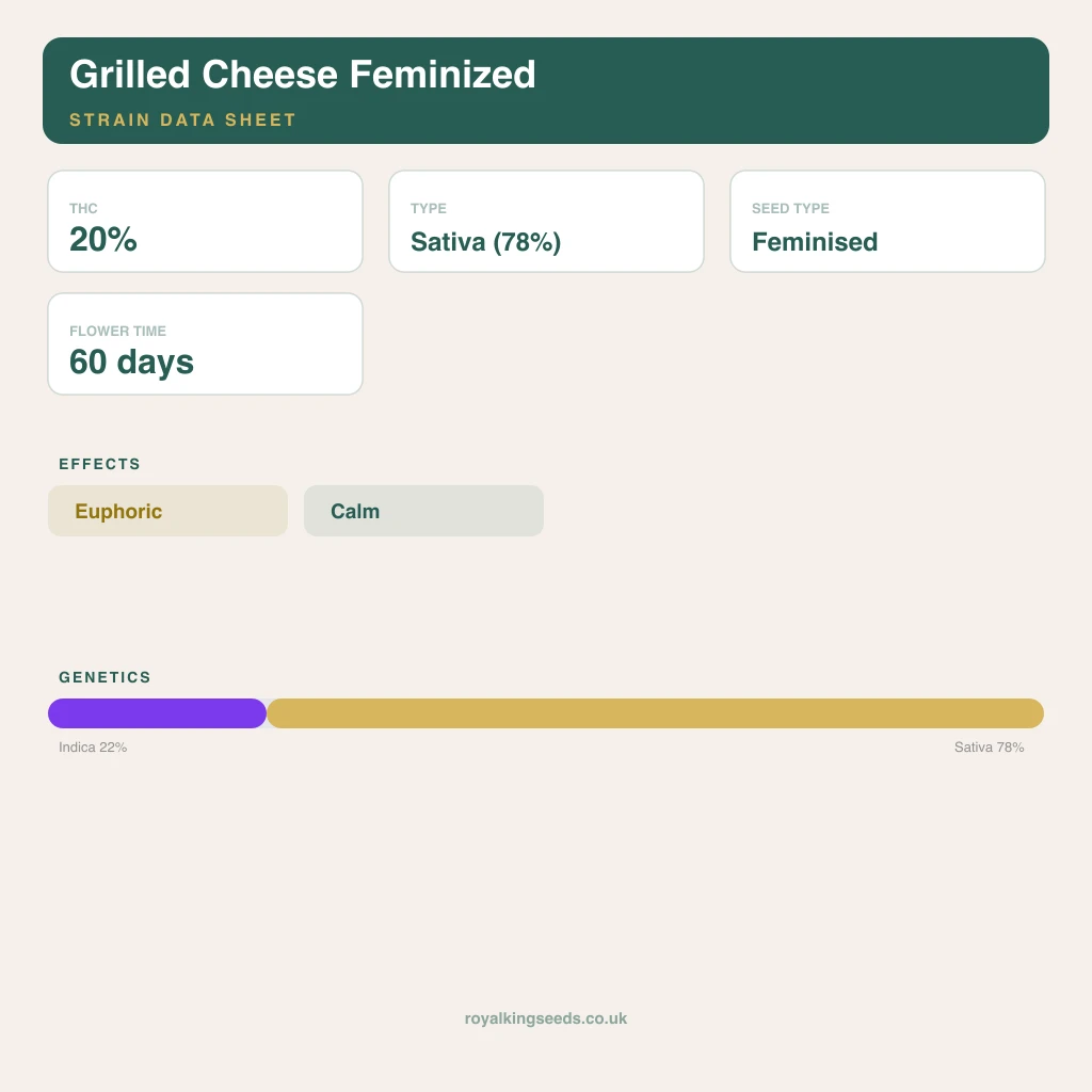 Grilled Cheese 22% indica / 78% sativa flower with visible trichomes